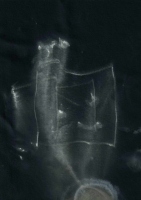 http://www.actionaqua.com/files/gimgs/th-113_bodensee  11invert.jpg
